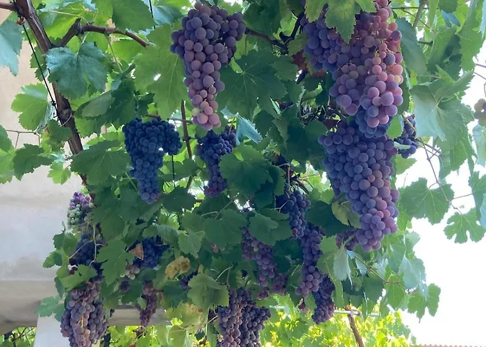 La Corbula - - Q5992 Dom wakacyjny Fluminimaggiore